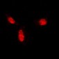 Anti-SUMO1 Antibody